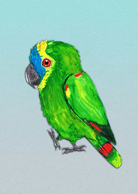 Turquoise fronted parrot