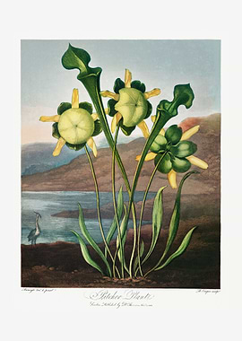 Pitcher Plant