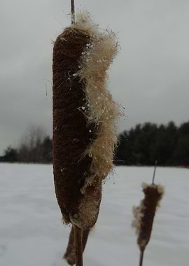Song of the Cattails