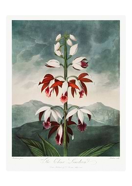 The Chinese Limodoron