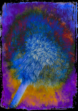 Dandelion Seed Head Flower