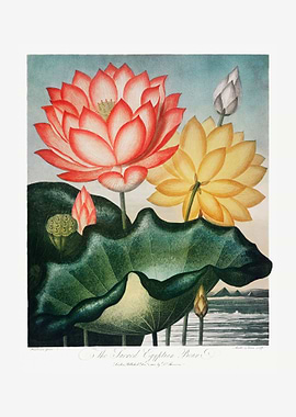 Sacred Egyptian Bean