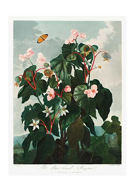 Oblique Leaved Begonia