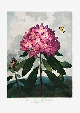 Pontic Rhododendron