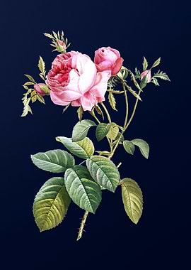 Cabbage Rose on Blue