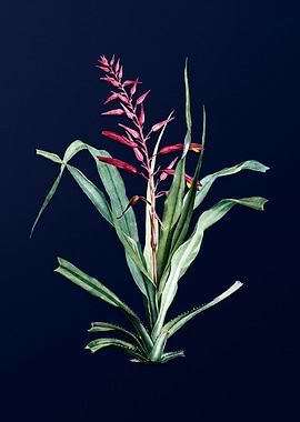 Pitcairnia on Deep Blue