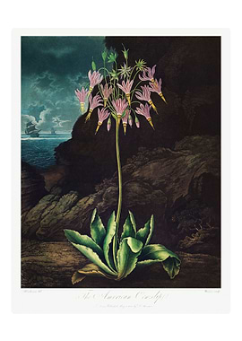 The American Cowslip