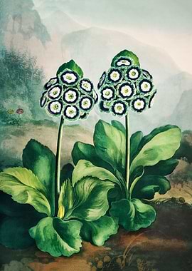 Auriculas