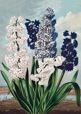 Hyacinths