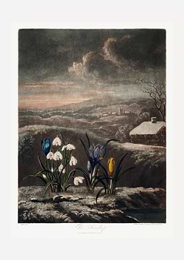 The Snowdrops