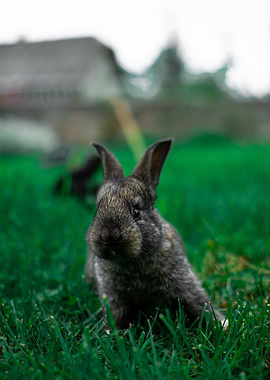 RABBIT ON THE GROUND