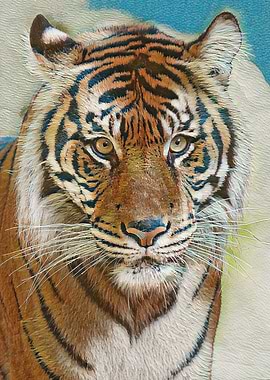 Tiger Portrait
