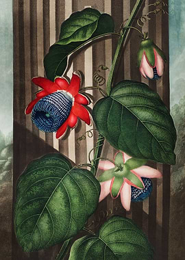 Winged Passion Flower