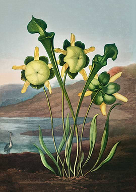 Pitcher Plant