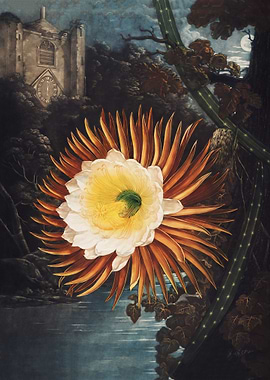 The Night Blowing Cereus