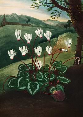 The Persian Cyclamen