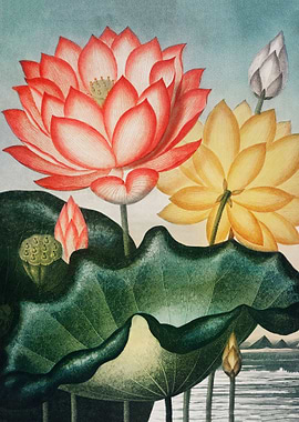 The Sacred Egyptian Bean