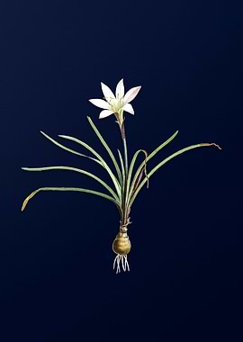 Rain Lily on Deep Blue