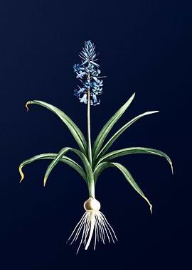 Vintage Botanical on Blue