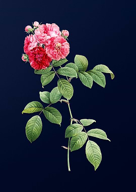 Vintage Botanical on Blue