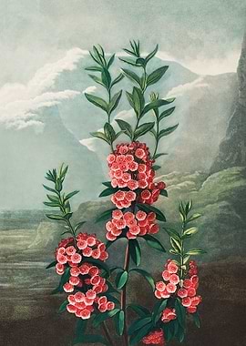 Narrow Leaved Kalmia