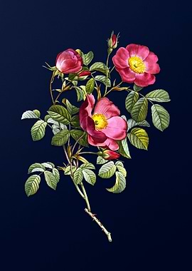 Rose of Love on Deep Blue