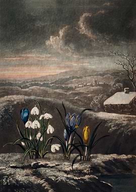 The Snowdrops
