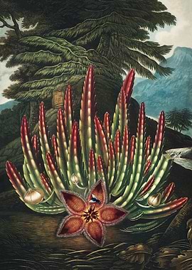 Maggot Bearing Stapelia