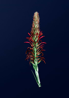 Pitcairnia on Deep Blue
