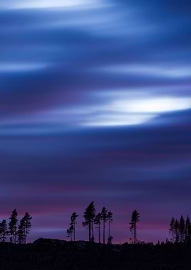 Pines silhuetting sun set