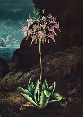 The American Cowslip