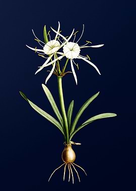 White Flower on Deep Blue