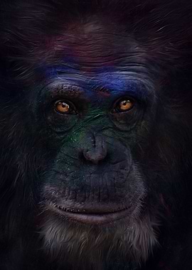 Follow the chimpanzee