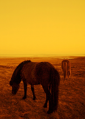 Horses of Iceland