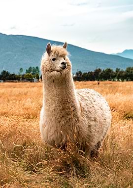 LLama Alpaca in the field