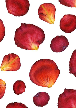 Rose Petal Pattern 03