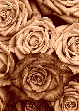 Sepia Roses