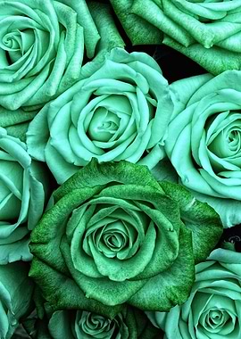 Sea Green Roses