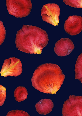 RosePetal Pattern Black 03