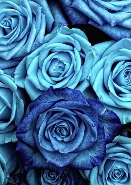 Blue Roses