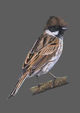 Common reed bunting