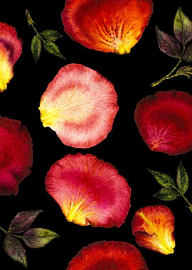 RosePetal Pattern Black 01