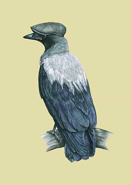 Hooded crow