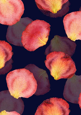 RosePetal Pattern Black 06