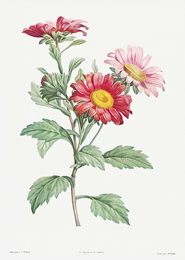Flower Illustration