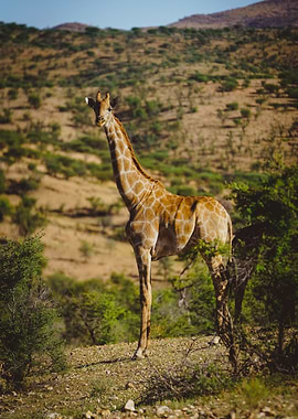 Giraffe