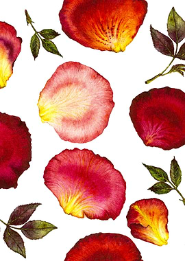 Rose Petal Pattern 01