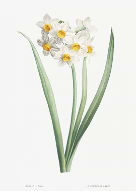 Flower Illustration