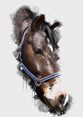 Horse watercolour