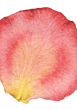 Rose Petal